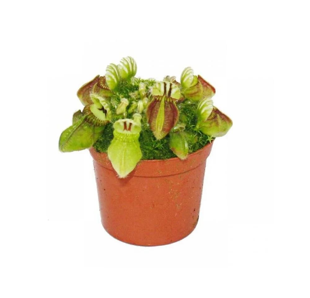 Exotenherz Fleischfressende Pflanze Cephalotus Follicularis 9cm Topf - Bild 2