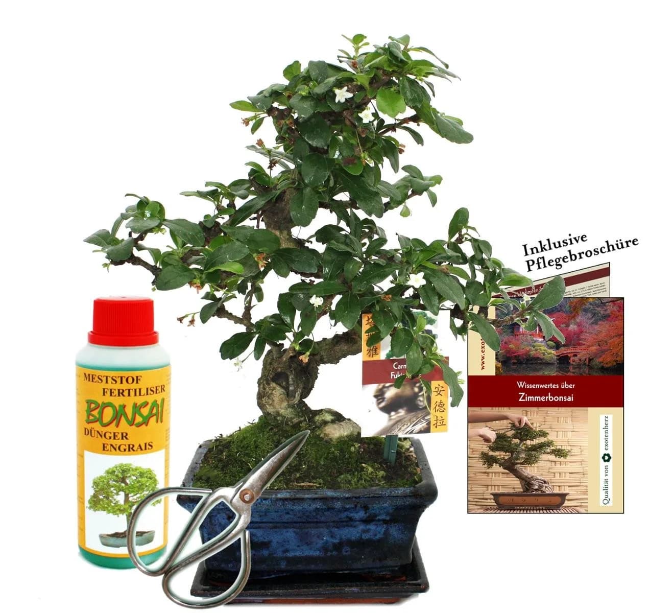 Exotenherz Bonsai Carmona Fukientee 6 Jahre Anfänger-Set