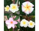 Exotenherz Hawaianischer Tempelbaum Plumeria Überraschungsfarbe Bild 1