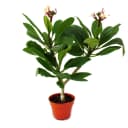 Exotenherz Hawaianischer Tempelbaum Plumeria Überraschungsfarbe Bild 2