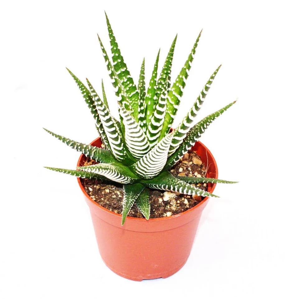 Exotenherz Haworthia fasciata Big Band Zebra-Haworthie