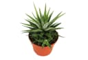 Exotenherz Zebra-Haworthie Haworthia fasciata Big Band Pflanze 10,5cm Topf Bild 1
