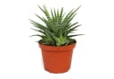 Exotenherz Zebra-Haworthie Haworthia fasciata Big Band Pflanze 10,5cm Topf Bild 2