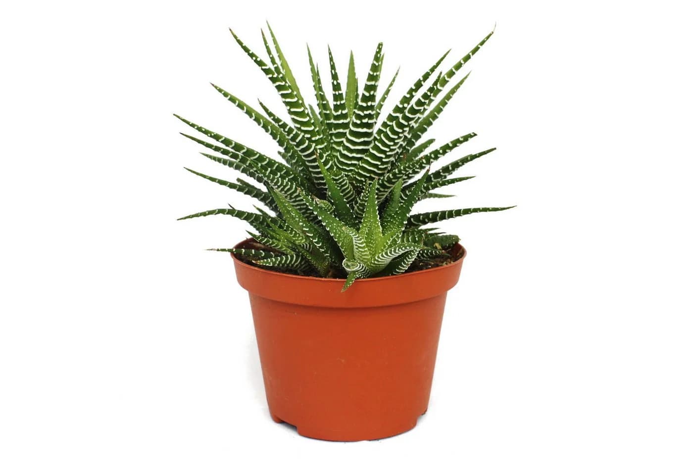 Exotenherz Zebra-Haworthie Haworthia fasciata Big Band Pflanze 10,5cm Topf - Bild 2
