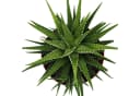 Exotenherz Zebra-Haworthie Haworthia fasciata Big Band Pflanze 10,5cm Topf Bild 3