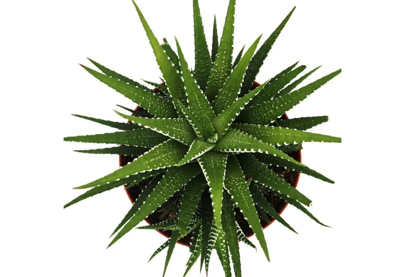 Exotenherz Zebra-Haworthie Haworthia fasciata Big Band Pflanze 10,5cm Topf - Bild 3