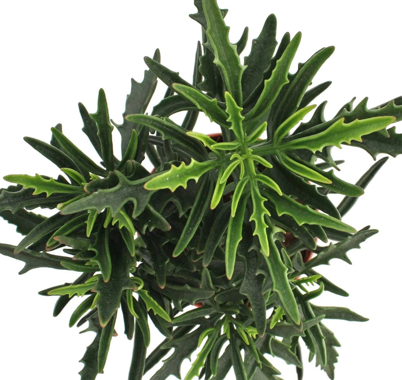 Exotenherz Kalanchoe "Spider" Zimmerpflanze