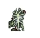 Exotenherz Zimmerpflanze Pfeilblatt Alocasia sanderiana Tropenwurz Grün Bild 1