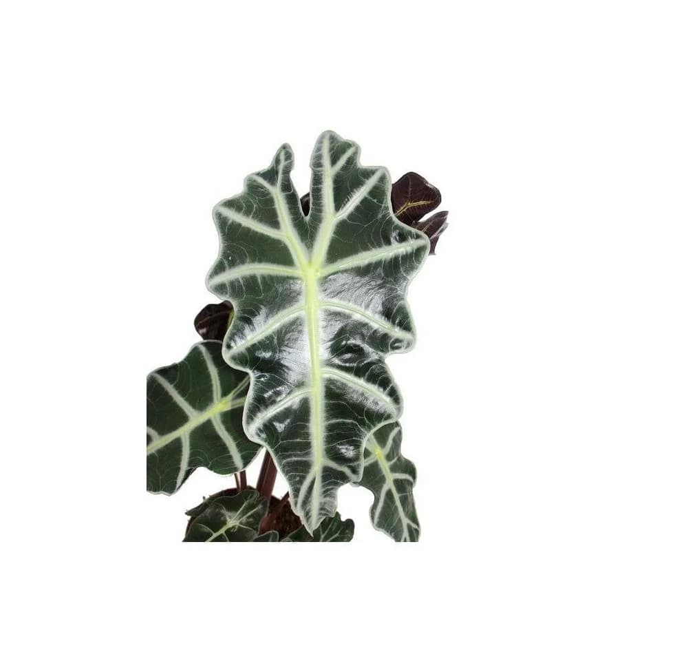 Exotenherz Zimmerpflanze Pfeilblatt Alocasia sanderiana Tropenwurz Grün