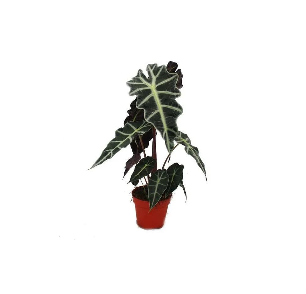 Exotenherz Zimmerpflanze Pfeilblatt Alocasia sanderiana Tropenwurz Grün - Bild 2