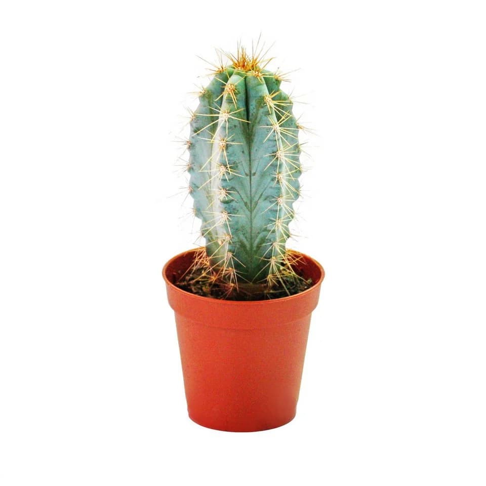 Exotenherz Kaktus Pilosocereus azureus - Kleine Pflanze im 5,5cm Topf