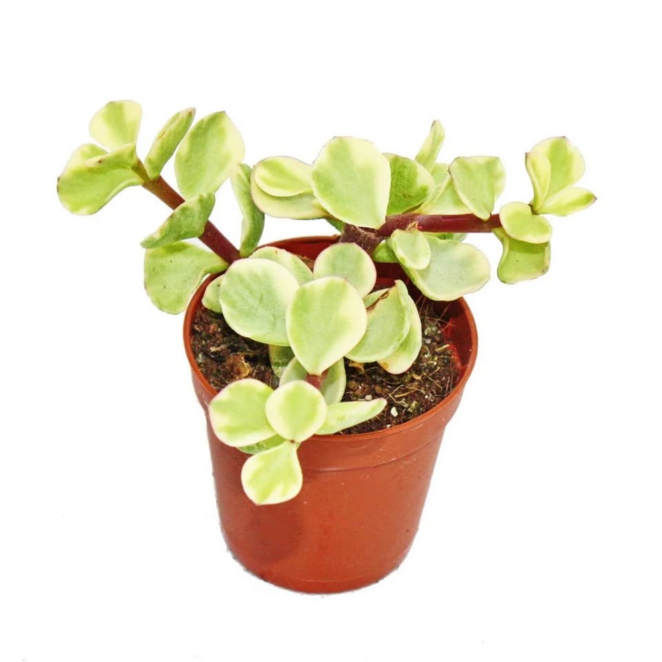 Exotenherz Kaktus Portulacaria afra var. Jadebaum Pflanze 5,5cm Topf