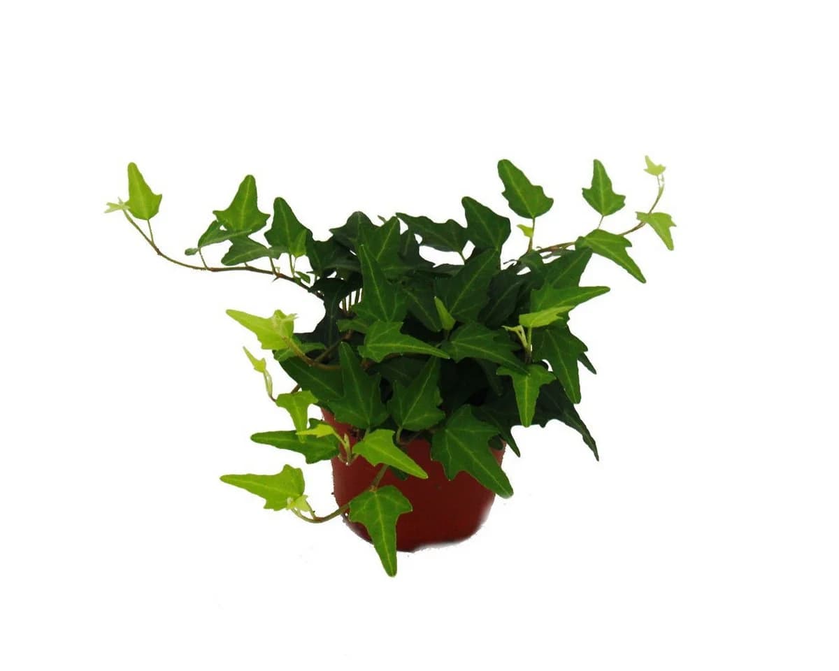 Exotenherz Zimmerpflanze Rankpflanzen Set 3 Pflanzen 9cm