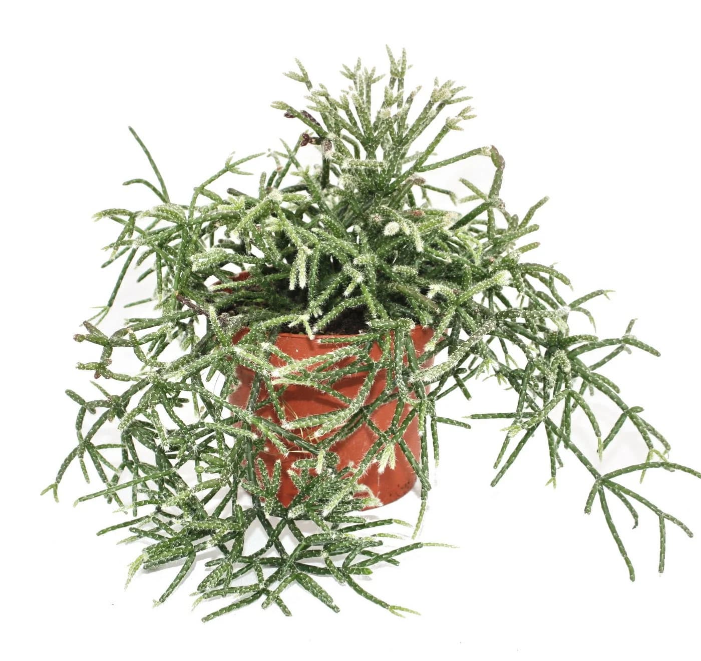 Exotenherz Korallenkaktus Rhipsalis pilocarpa im 12cm Topf
