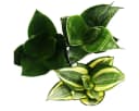 Exotenherz Zimmerpflanze Sansevieria trifasciata hahnii 3 Pflanzen 5,5 cm Topf Bild 1
