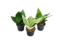 Exotenherz Zimmerpflanze Sansevieria trifasciata hahnii 3 Pflanzen 5,5 cm Topf Bild 2