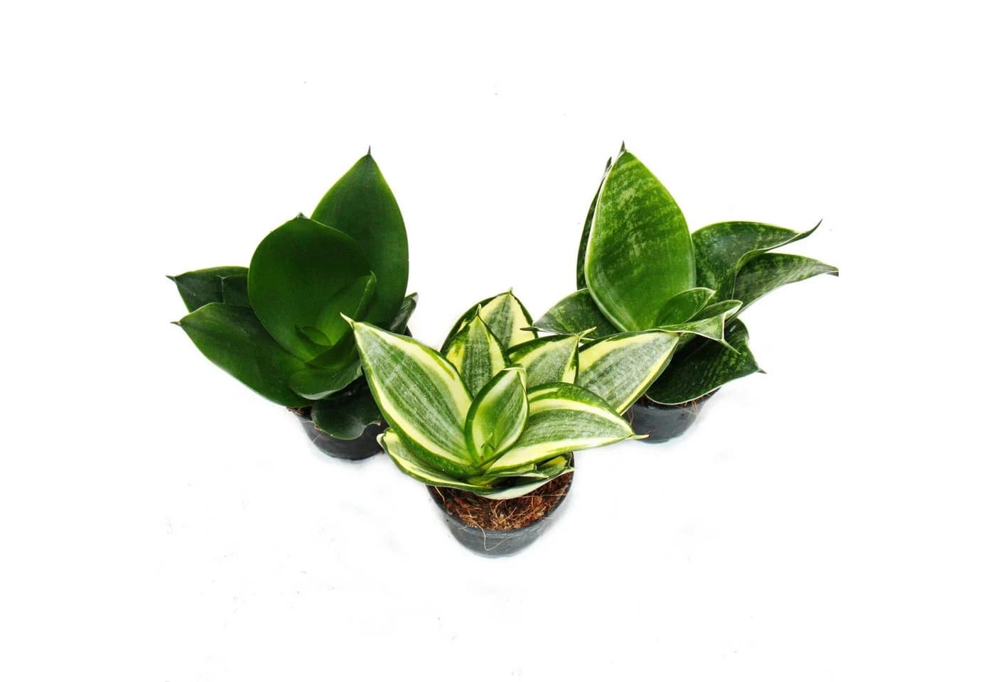 Exotenherz Zimmerpflanze Sansevieria trifasciata hahnii 3 Pflanzen 5,5 cm Topf - Bild 3