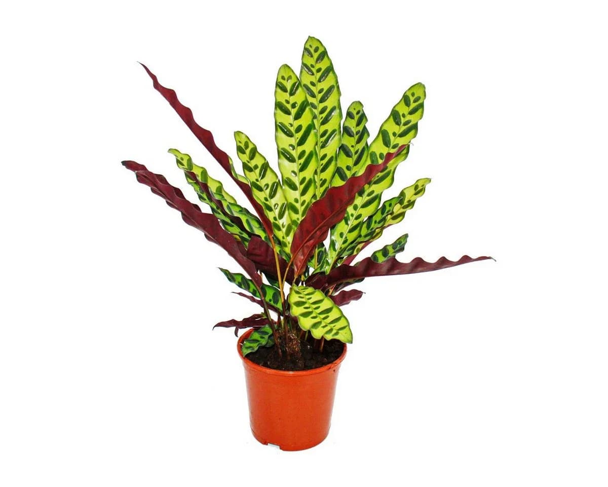 Exotenherz Zimmerpflanze Calathea lancifolia 14cm Topf