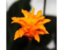 Exotenherz Calathea crocata Zimmerpflanze Schattenpflanze mit leuchtenden Blüten 14cm Topf Bild 1