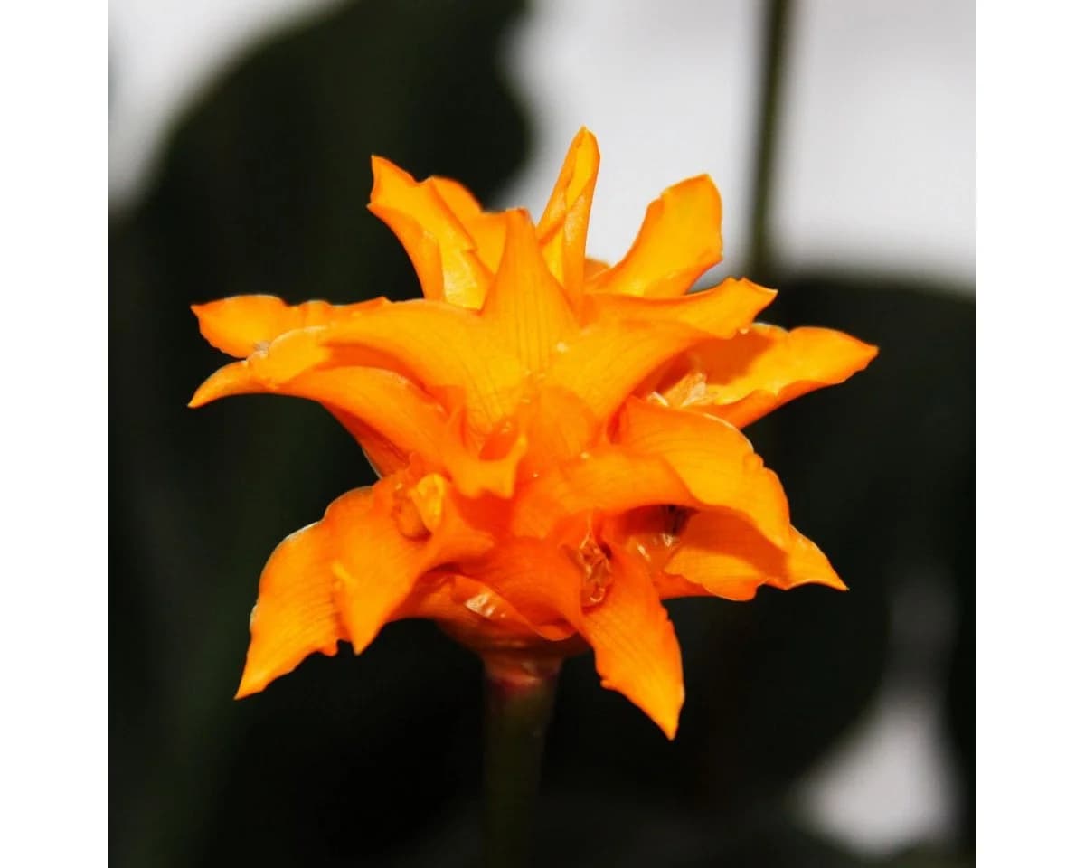 Exotenherz Calathea crocata Zimmerpflanze Schattenpflanze mit leuchtenden Blüten 14cm Topf