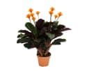 Exotenherz Calathea crocata Zimmerpflanze Schattenpflanze mit leuchtenden Blüten 14cm Topf Bild 2