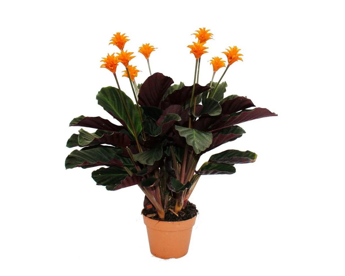 Exotenherz Calathea crocata Zimmerpflanze Schattenpflanze mit leuchtenden Blüten 14cm Topf - Bild 2