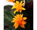 Exotenherz Calathea crocata Zimmerpflanze Schattenpflanze mit leuchtenden Blüten 14cm Topf Bild 3