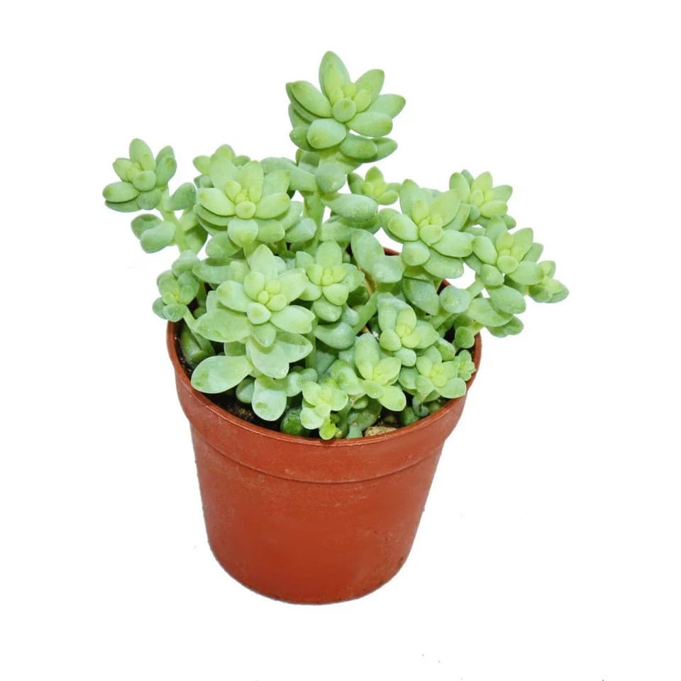 Exotenherz Sedum morganianum burritum Affenschaukel 5,5cm Topf