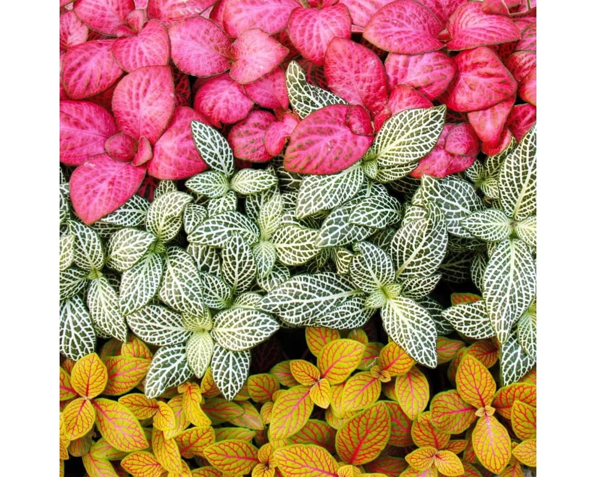 Exotenherz Zimmerpflanzen-Set 3-tlg. Bunt Fittonia 9 cm Topf