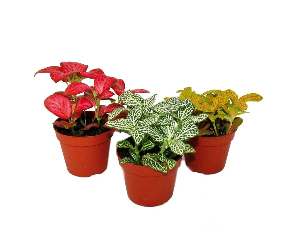 Exotenherz Zimmerpflanzen-Set 3-tlg. Bunt Fittonia 9 cm Topf - Bild 2