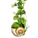 Exotenherz Zimmerpflanze Snaily Schneckenhauspflanze Dischidia pectinoides Acrylglas Bild 3