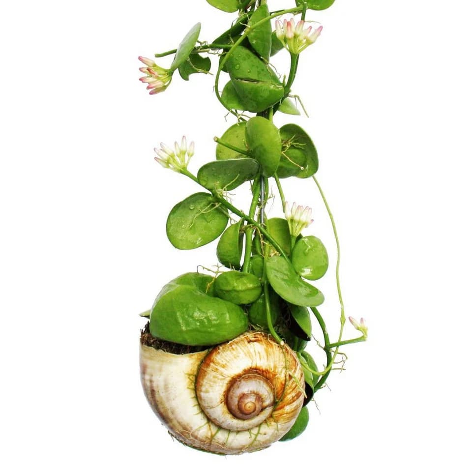 Exotenherz Zimmerpflanze Snaily Schneckenhauspflanze Dischidia pectinoides Acrylglas - Bild 3