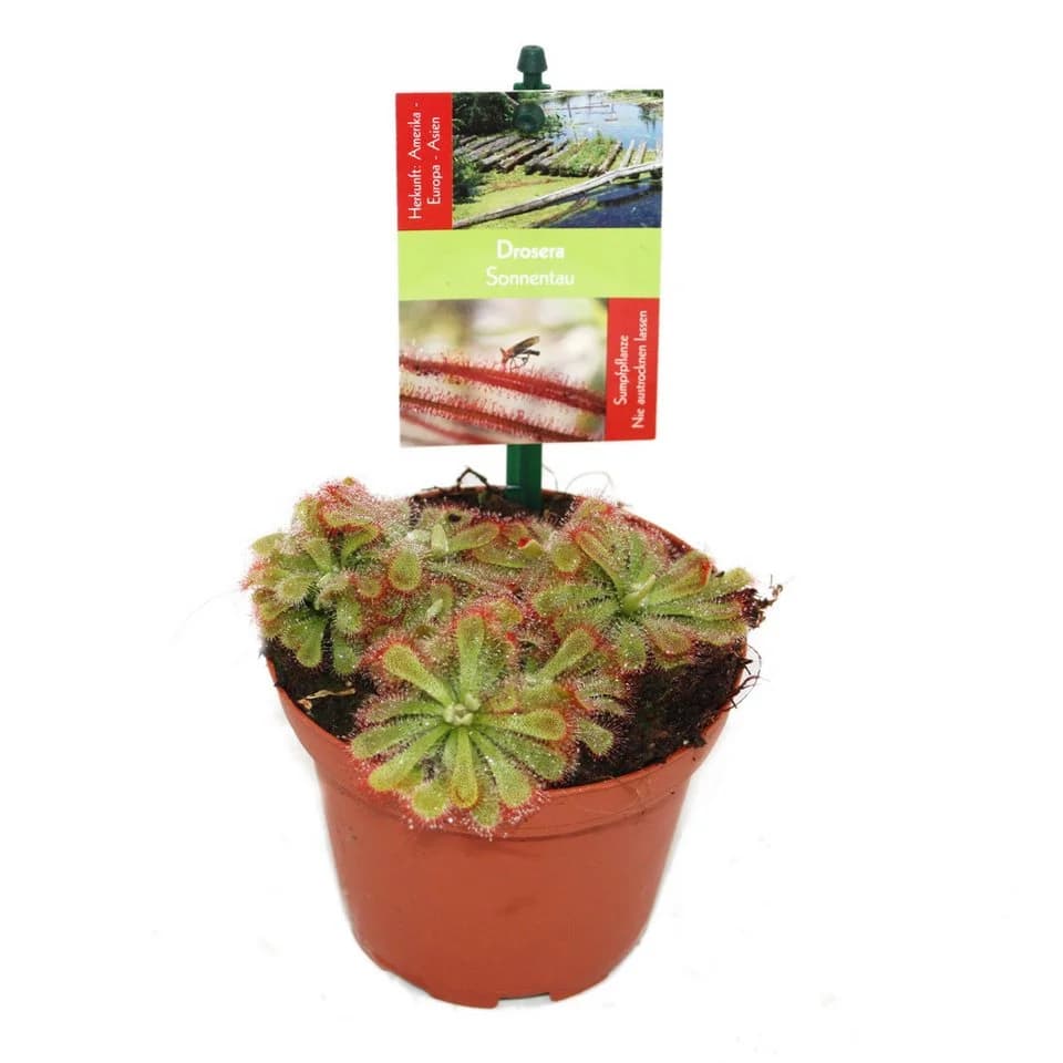 Exotenherz Zimmerpflanze Sonnentau Drosera alicae 9cm Topf