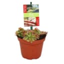 Exotenherz Zimmerpflanze Sonnentau Drosera alicae 9cm Topf Bild 2