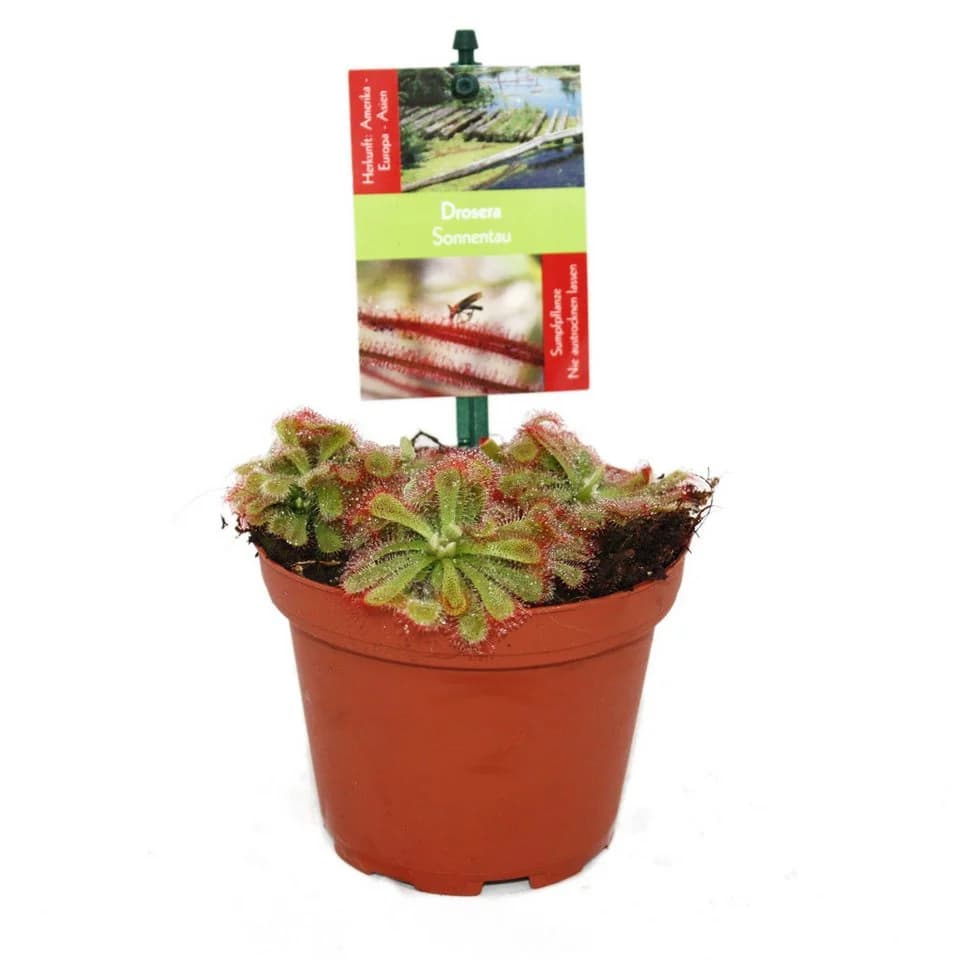 Exotenherz Zimmerpflanze Sonnentau Drosera alicae 9cm Topf - Bild 2