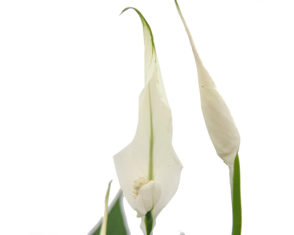 Exotenherz Zimmerpflanze Spathiphyllum Einblatt Sweet Chico 13cm Topf