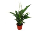 Exotenherz Zimmerpflanze Spathiphyllum Einblatt Sweet Chico 13cm Topf Bild 2