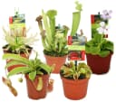 Exotenherz Starter Set Fleischfressende Pflanzen - 5 Pflanzen Bild 2