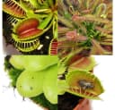 Exotenherz Starter Set Fleischfressende Pflanzen 3 Pflanzen Bild 1