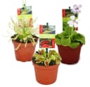 Exotenherz Starter Set Fleischfressende Pflanzen 3 Pflanzen Bild 2