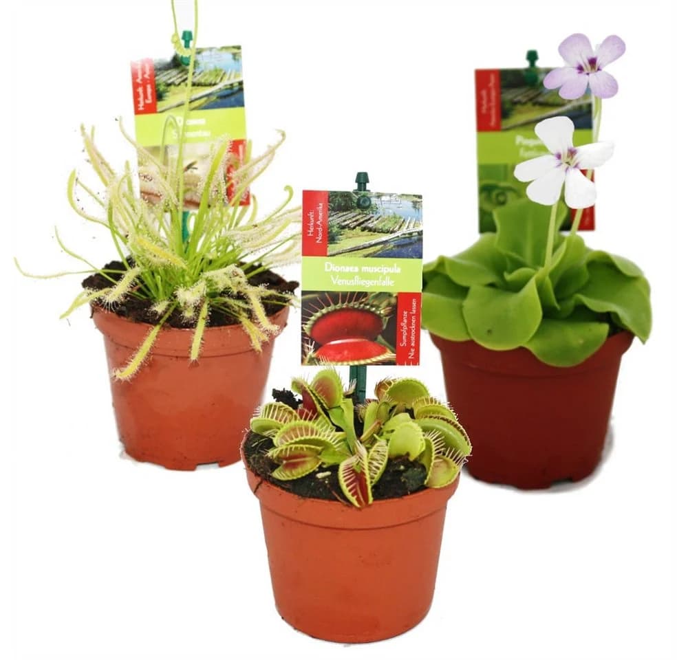 Exotenherz Starter Set Fleischfressende Pflanzen 3 Pflanzen - Bild 2