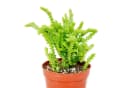Exotenherz Kaktus Sukkulente Crassula lycopodioides Mäuseschwanz 5,5cm Topf Bild 1
