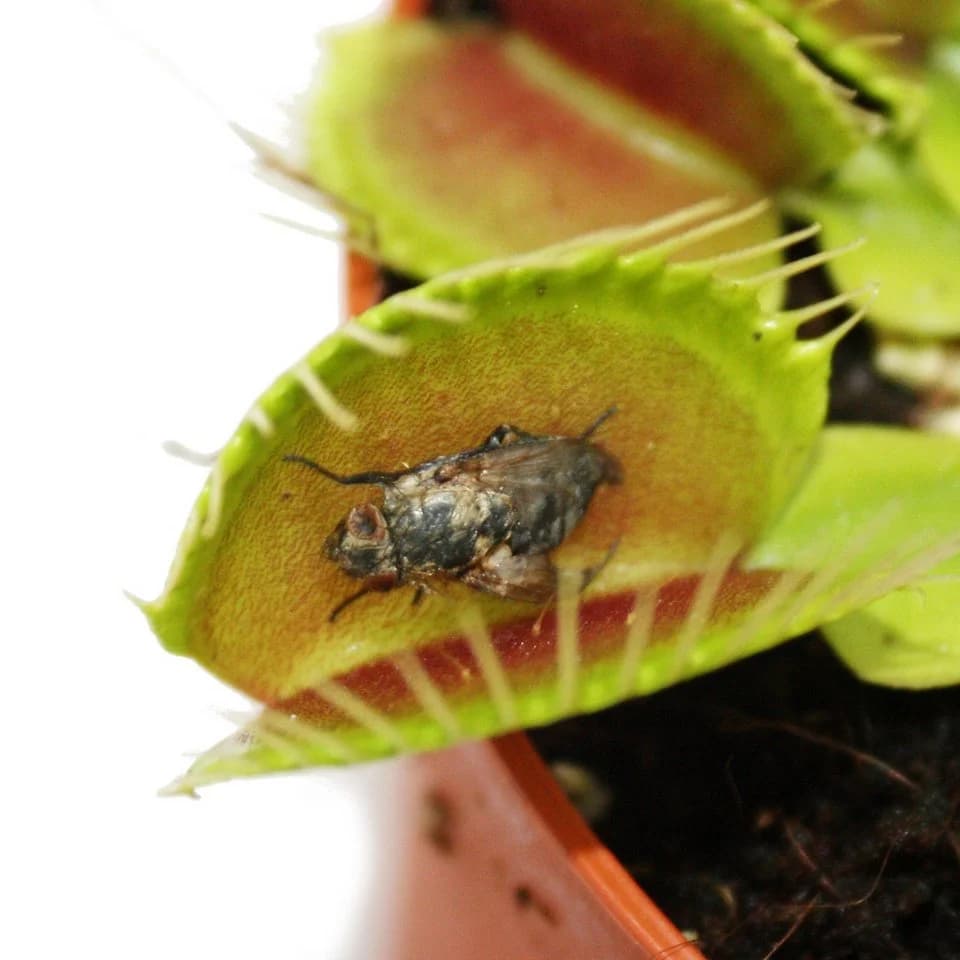 Exotenherz Venusfliegenfalle Dionaea muscipula 9cm Topf