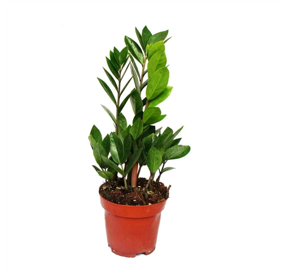 Exotenherz Zimmerpflanze Zamioculcas Grün 12cm Topf