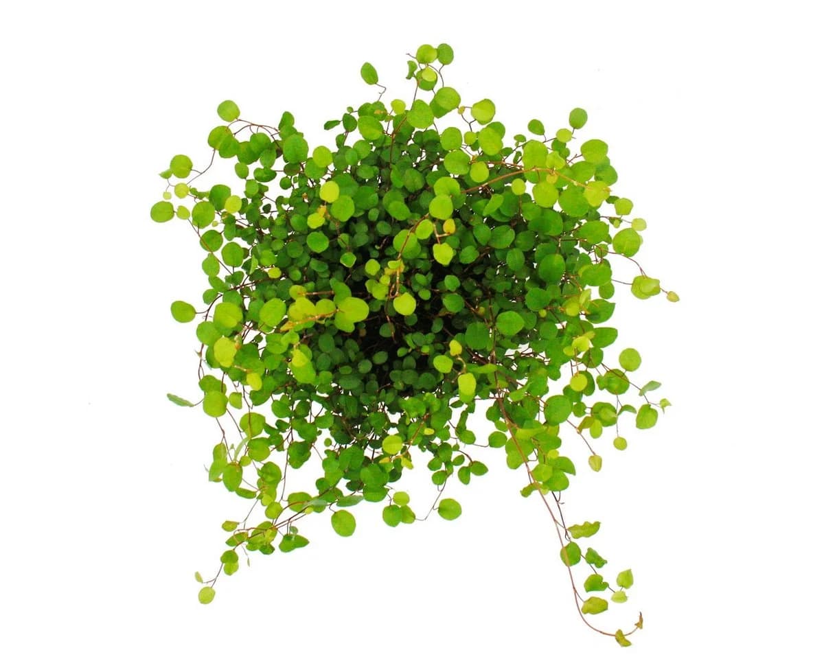 Exotenherz Beetpflanze Zimmerpflanze Mühlenbeckia complexa Kiwi-Knöterich 12cm Topf