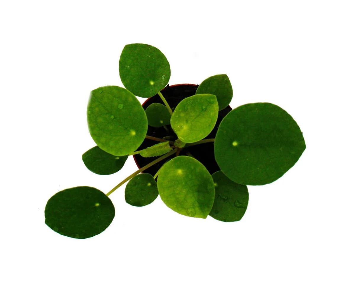 Exotenherz Zimmerpflanze Mini Pilea peperomioides Glückstaler Bauchnabelpflanze