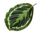 Exotenherz Calathea Medaillon Zimmerpflanze 14cm Topf Bild 1