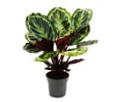 Exotenherz Calathea Medaillon Zimmerpflanze 14cm Topf Bild 2