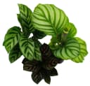 Exotenherz Zimmerpflanze Schattenpflanzen 3er Set Calathea 7cm Topf Bild 1