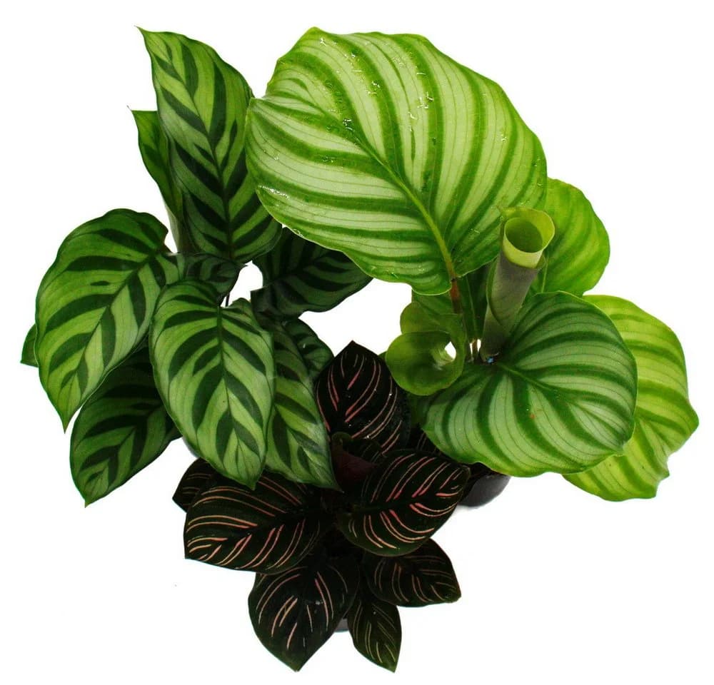 Exotenherz Zimmerpflanze Schattenpflanzen 3er Set Calathea 7cm Topf